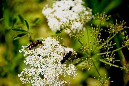 Insects on a white flower in the meadow の写真素材