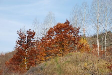 Seasonal background of autumn colors.の写真素材