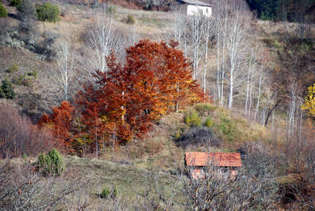 Seasonal background of autumn colors.の写真素材