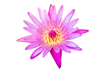 Pink Lotus flower or Waterlily Isolated on White Background, With Clipping Path.の写真素材
