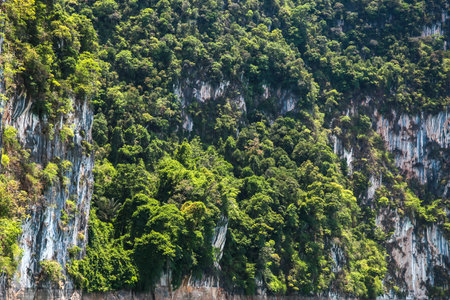 Forest closeup in the islandの写真素材