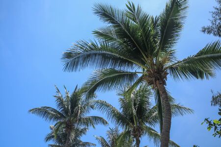 Top of palm tree on the beach during sunny day on the tropical island in Southern of Thailand.の写真素材