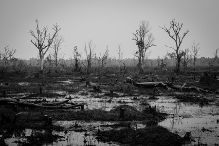 Drought and Deforestation Concept in Black and White - Ecology and Environment issueの写真素材