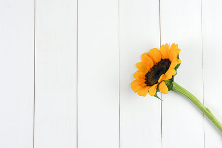 Single sunflower laid on clean white wooden plank.の写真素材