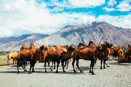 Group of double hump camels in the desert in Nubra Valley, Ladakh, India.の写真素材