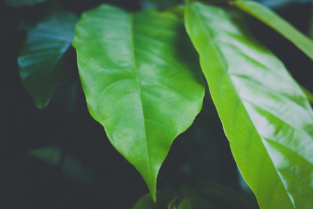 Green leaf texture background decoration - selective focus
