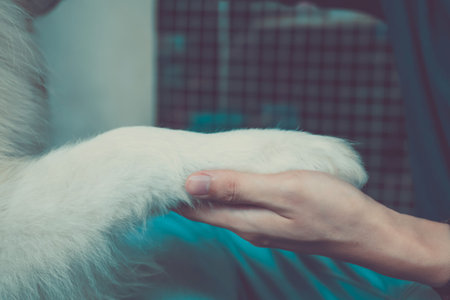 Dog hand shaking with human - friendship and pet training concept.の写真素材