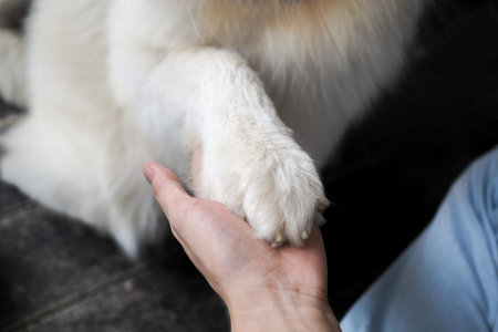 Dog hand shaking with human - friendship and pet training concept.
