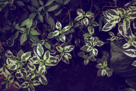 Green creative fashionable nature leaves texture for background