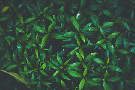 Green creative fashionable nature leaves texture for backgroundの写真素材