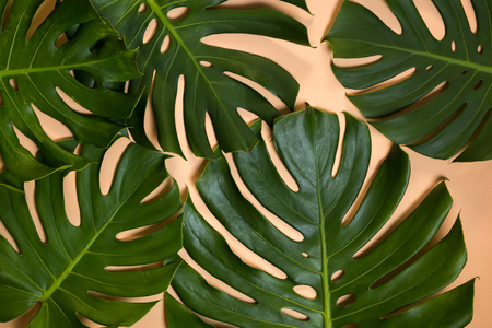 Monstera leaves decorated over creative nude beige pastel  backgroundの写真素材