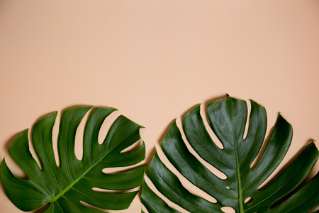 Fashionable Monstera leaves decorated over creative nude beige pastel  backgroundの写真素材