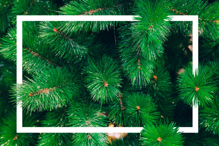 Evergreen Winter Christmas pine tree  with empty rectangular border shape - ready to insert any text...
