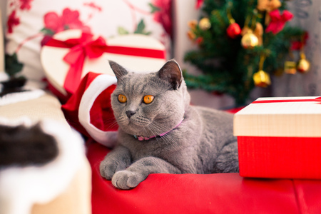 Scottish Fold mixed with British Shorthair cat in gray color wearing santa claus hat with many gifts and Christmas tree laying down in cozy homeの写真素材