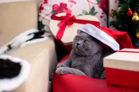 Scottish Fold mixed with British Shorthair cat in gray color wearing santa claus hat with many gifts and Christmas tree laying down in cozy homeの写真素材