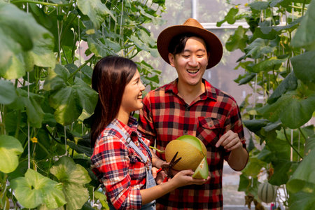 Asian young couple farmers wearing red checkered shirt together and happily gardening and harvesting a melon fruit in garden fieldの写真素材