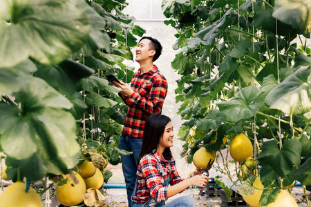 Young happy and cheerful Asian couples smiling and working together in the melon farm - Man is holding a digital wireless tablet and woman is holding tools to work in gardenの写真素材