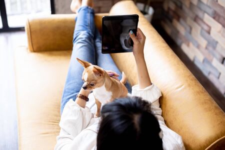 Young Asian woman comfortably lying down on sofa with Chihuahua dog puppy on her body at home. She is resting and relaxing in living room - girl and dog friendship conceptの写真素材