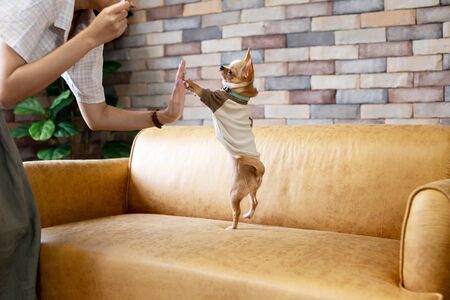 Cute chihuahua in t-shirt standing up on yellow sofa and giving high five to crop owner at homeの写真素材