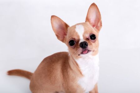Adorable chihuahua puppy sitting on white background and looking at camera with curious expressionの写真素材