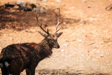 Side view of peaceful deer with small horns in wildlife with blurred rocky groundの写真素材