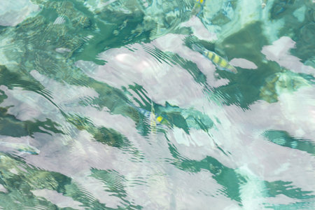 Top view of the sea and fishの写真素材