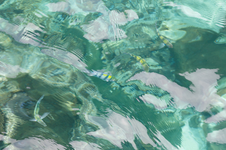 Top view of the sea and fishの写真素材