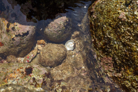 Seashell underwater. water background with seashell
