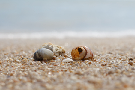 Seashell in the sand on the background of beach and sea.の写真素材