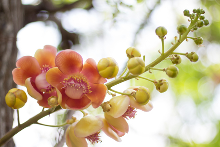 Cannonball Tree flowers (Couroupita guianensis) Sal flowers,Sal Treeの写真素材