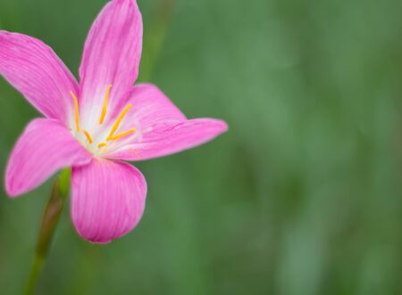 Pink flower blossom with green leaf in backgroundの写真素材
