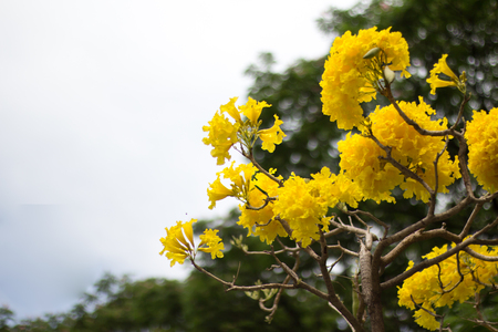 Yellow flower blossom with green leaf in backgroundの写真素材