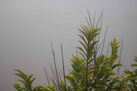 tree in the mistの写真素材