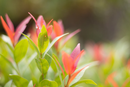 Green leaves background with text spaceの写真素材