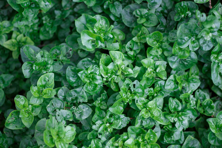 Wall green leaves background with text spaceの写真素材