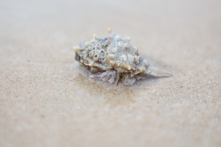 Hermit crab walking along beachの写真素材