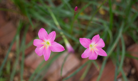 Pink flower blossom with green leaf in background