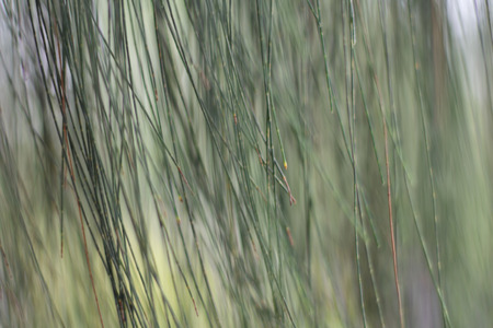 Wall green leaves background with text spaceの写真素材