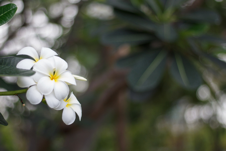 white and yellow plumeria frangipani flowers with leavesの写真素材