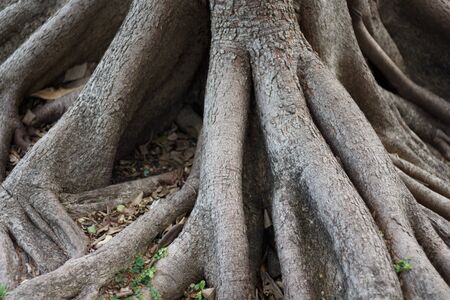 The tree roots, concept used for background image.の写真素材