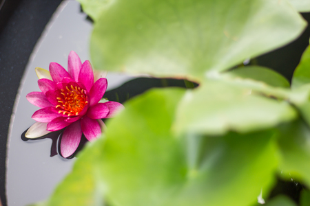 Beautiful water lily or lotus flower floating on a lakeの写真素材
