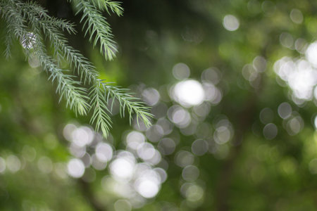 Green leaves background, the tropical forest plant. pine treeの写真素材