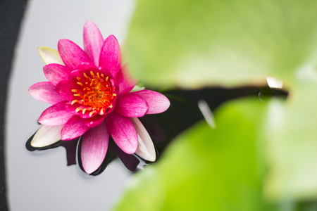 Beautiful water lily or lotus flower floating on a lakeの写真素材