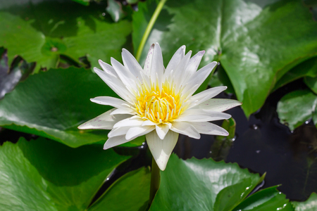 Beautiful water lily or lotus flower floating on a lakeの写真素材