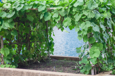 waterfront vegetable gardenの写真素材