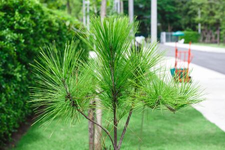 Pines in the parkの写真素材