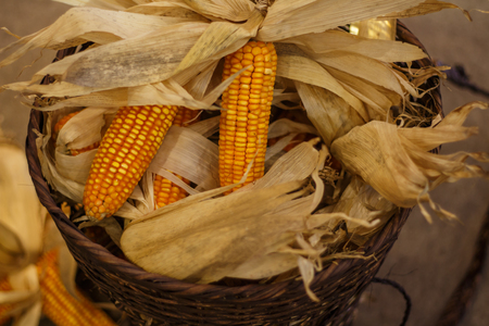 maize cobs corn in harvesting season.の写真素材