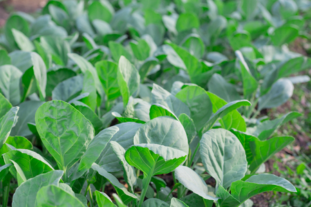 organic vegetable chinese kale in agriculture farm.の写真素材