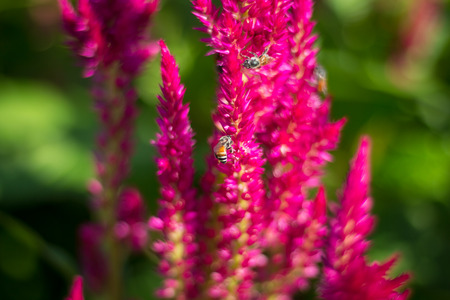 Bee collects pollen sweet from spring flower.の写真素材