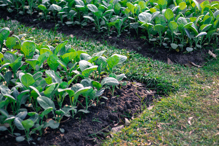 organic vegetable chinese kale in agriculture farm.の写真素材